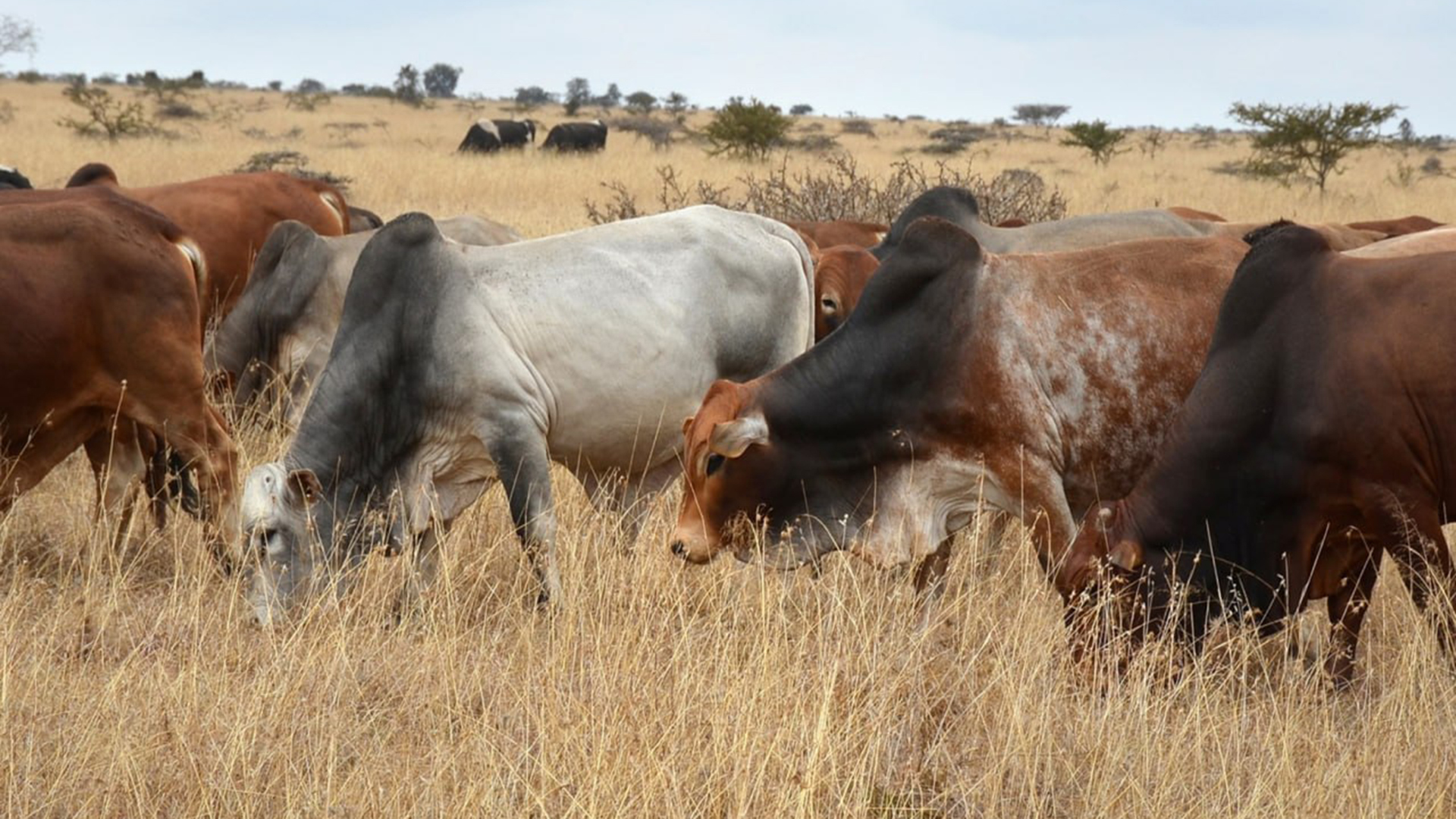 New Genetics Platform Targets Africa’s Livestock Potential