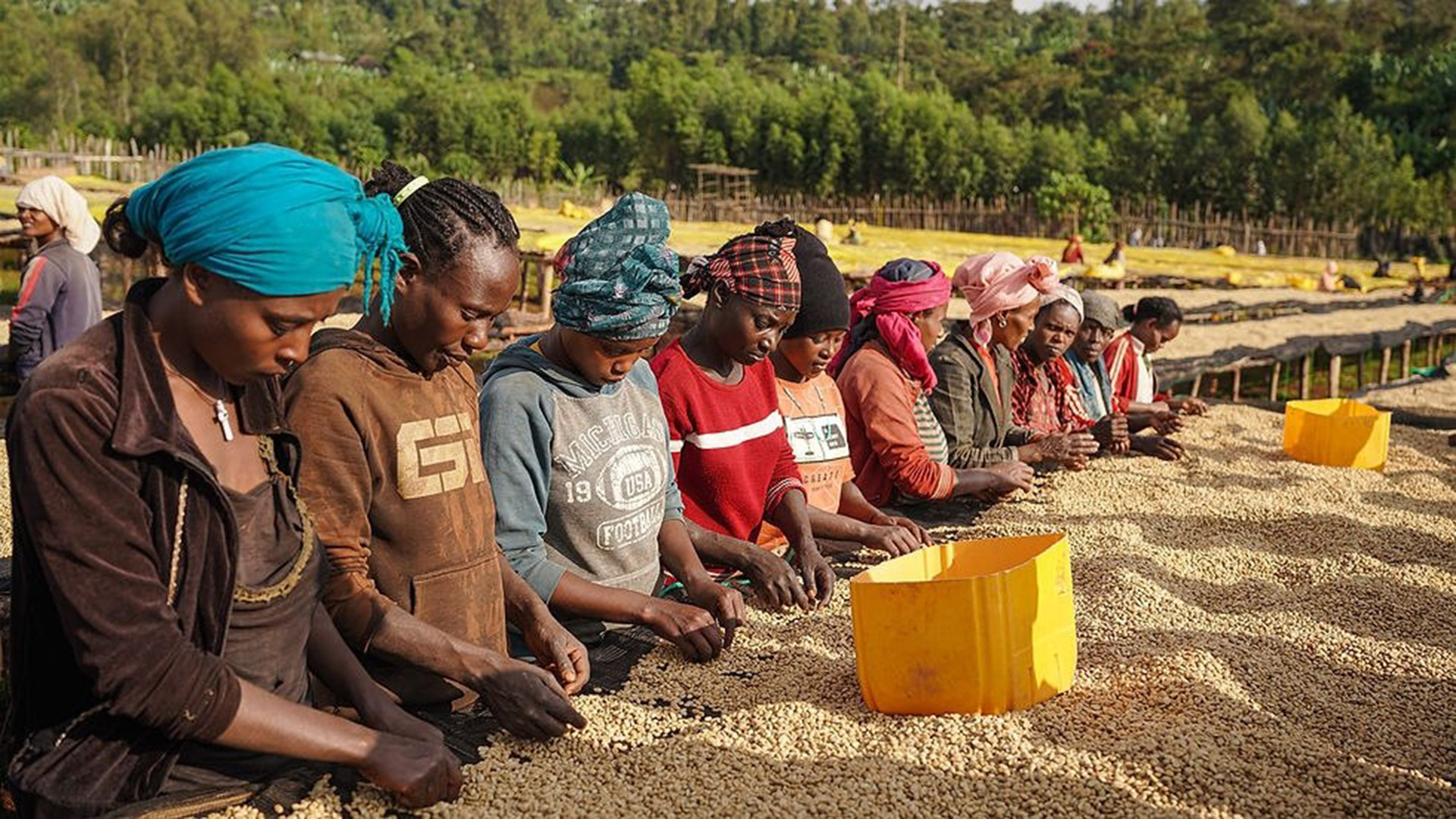 Ethiopia’s coffee sector faces $453m risk under EU deforestation rules